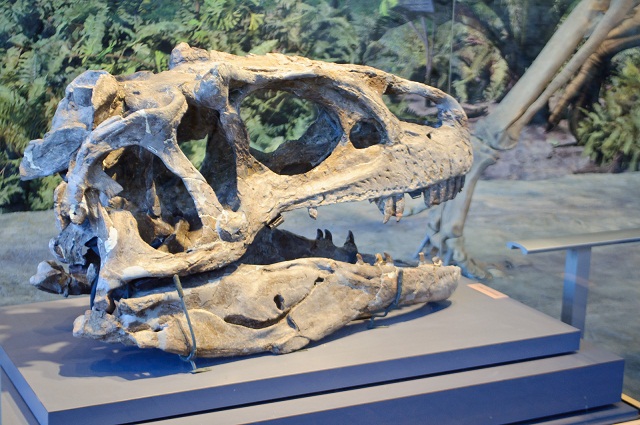 Dinosaur Skull