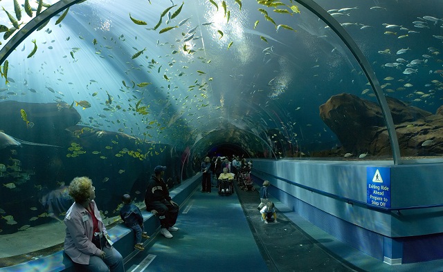 Georgia_Aquarium