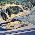 Dinosaur Skull