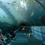 Georgia_Aquarium