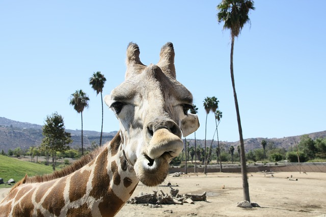 San diego zoo